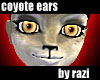 Coyote Ears