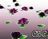 {CSC} Floating Roses SS