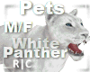 R|C White Panther M/F
