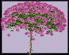 (V) pink rose tree