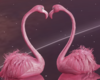 🎀 Flamingos
