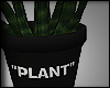 potted plant black