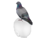 :G: Pegion on head
