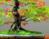 Bonsai Tree Japan