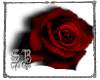 sb red rose of blak II
