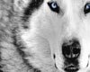 Blue Eyed Snow Wolf