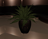 CASTELO POTTED PLANT
