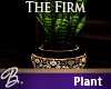 *B* The FIrm/Snake Plant