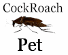 My Pet CockRoach!!!