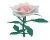 White Pink Rose