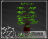 [LZ] Reflect Plant 01