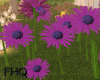 Flowers / Animated