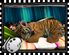 (*A) Baby Tiger CF