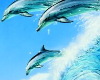 Dolphin Pool Towel