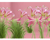 Pink lillies field