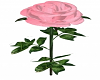 Long Stem Pink Rose