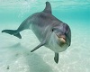dolphin beach