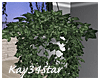 Modern Hanging Ivy Plant