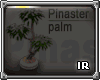 [IR] Pinaster palm