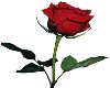 12 flash games in a rose