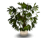 tree plant