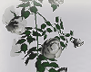 L! Roses White