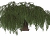 WEEPING WILLOW NO SHADOW