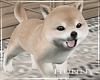 H. Puppy Shibi Animated