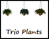 Trio Hanging Plants