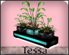 TT: Mint Model Plant