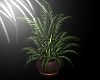 Gem Potted Plant