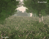 NI Mysterious Forest