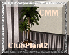 CMM-H.S. Clubplant 2
