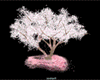 [FQC]CherryBlossom!