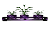 plante purple