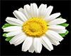 MARKER DANCE - CHAMOMILE