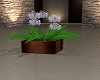 Indoor Flowers2
