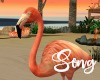 ~SB Flamingo