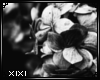 XIXI Flower Frame6