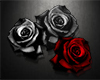 Roses*