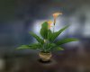 Lily Plant (iRealm)
