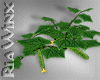 Cucumber Plant
