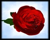 l4_LoveGift'R.Rose