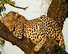 leopard  rug