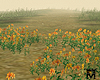 May♥Field Sunflowers