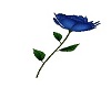 Blue Rose Pose