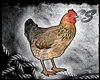 [SS] Chicken Pet (M)