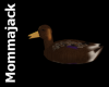 Mallard Duck, Female