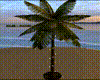 Light Palm Tree