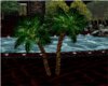 Palm Trees >Night Shade
